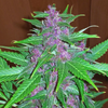 Avatar of purplehaze