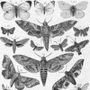 Avatar of alice.obxveth