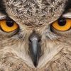 Avatar of Unspokenowl