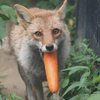 Avatar of Maple_Fox