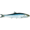 Avatar of ALKALlNE