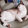 Avatar of Bumbalmz