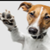 Avatar of BINGLEYISMYDOG