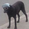 Avatar of Bruno.SB.Pontillo