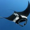 Avatar of FLYING MANTA Drones & ROV