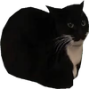 Avatar of Maxwell gamers