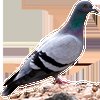 Avatar of thegoodpoule