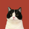Avatar of insapi