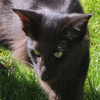 Avatar of wolfprey