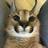 Avatar of srfloppa1000