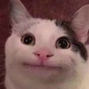 Avatar of ratprince2020