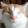 Avatar of Anks78