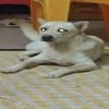 Avatar of dmenging