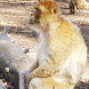 Avatar of makiland