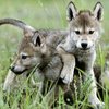 Avatar of WolfGod_1111