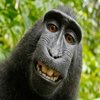 Avatar of im not a monkey