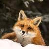 Sketchfab profile picture for @FoxGamer