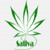 Avatar of 420SativaLeaf