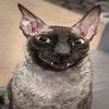 Avatar of jien_dev