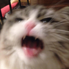 Avatar of MARKOTM