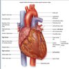 Avatar of Heart