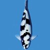 Avatar of linkedin king koi farm
