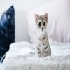 Avatar of kymchithecat