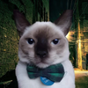 Avatar of Maxwell
