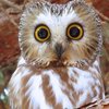 Avatar of sleeepy_owl