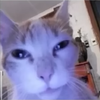 Avatar of cryaxixs