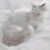 Avatar of Yinny290