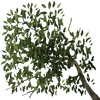 Avatar of Flision99