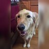 Avatar of theyettdoggo