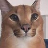 Avatar of Floppa_Caracall