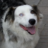 Avatar of gigadrive