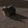 Avatar of miniminniey