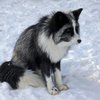 Avatar of Just a White Mark Fox