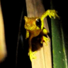 Avatar of fauno666