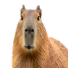Avatar of fanforsakenforsakenlegal