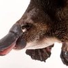 Avatar of Happy_Platypus