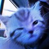 Avatar of Skipimeow