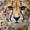 Avatar of speedcheetah