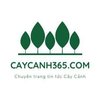 Avatar of caycanh365