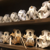 Avatar of Cal Poly Humboldt Vertebrate Museum
