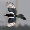 Avatar of MagpieKun