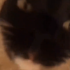 Avatar of Sneege