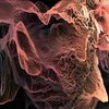 Avatar of invitriol