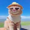 Avatar of miss_arty