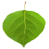 Avatar of bulmerunk