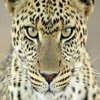 Avatar of Svanter676